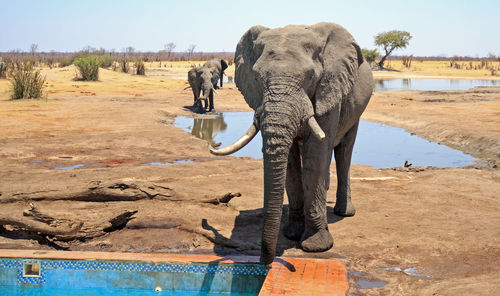 View of elephant in the lake