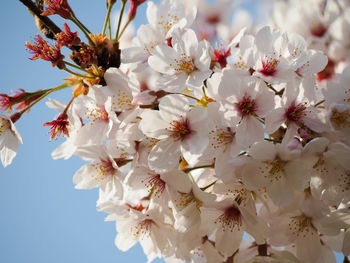 Close-up of white cherry blossoms