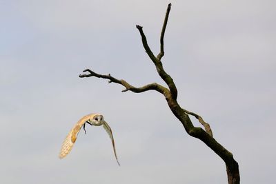 Low angle view of owl flying by bare tree against sky