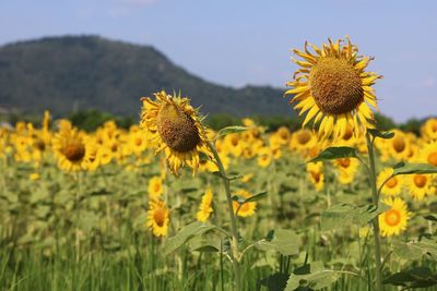 Close-up of sunflowers in field