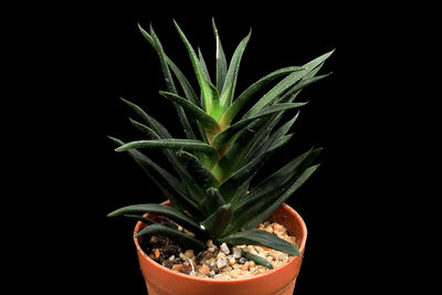 Close-up of potted plant against black background
