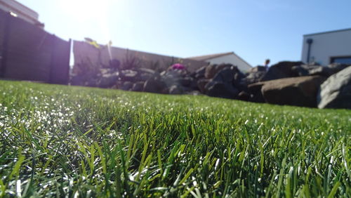 Surface level of grass on field against clear sky