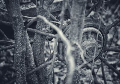 Close-up of tree trunk