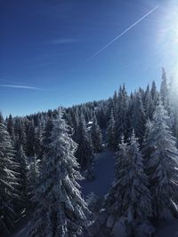 Pine trees against sky during winter