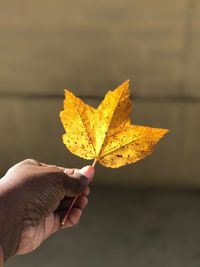 Cropped hand holding maple leaf during autumn