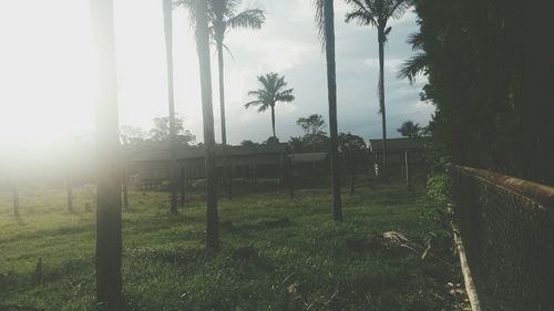 Trees on grassy field