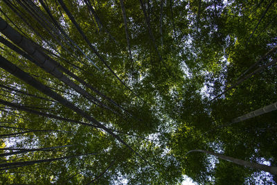 Low angle view of trees in forest