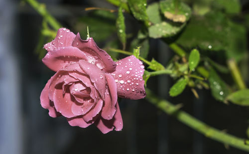 Close-up of raindrops on pink rose