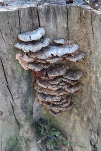 Close up of wood