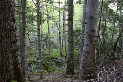 Pine trees in forest