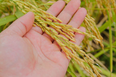 Close-up of hand holding plant