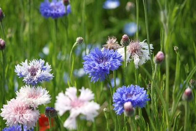 Wild flowers in meadow