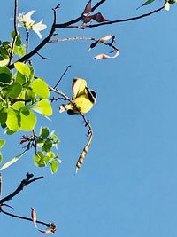 Low angle view of birds flying in the sky