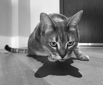 Close-up portrait of a cat