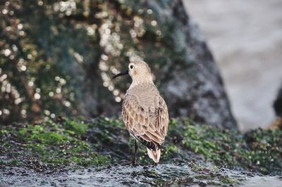 Bird perching on rock