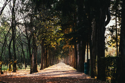 Sunlight through treelined path.