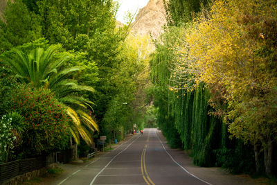 Road amidst trees in forest
