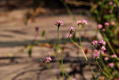 Close-up of pink flowering plant