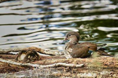 Duck swimming in lake