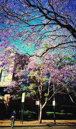 Purple flowers on tree