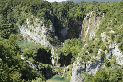 Scenic view of trees in forest