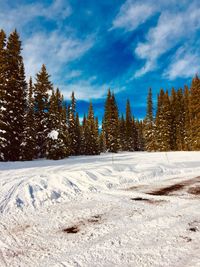 Snow covered land and trees against sky