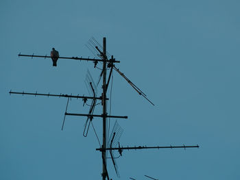 Low angle view of birds flying against clear blue sky