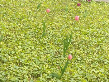 plant
