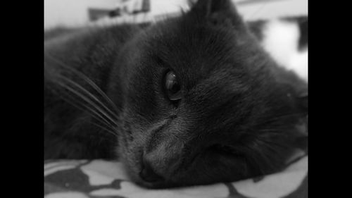 Close-up of cat