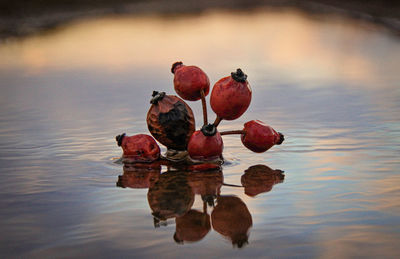 Close-up of fruits in lake