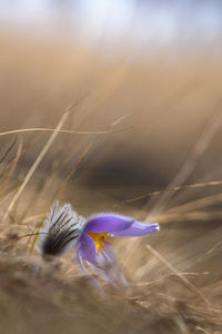 Pasque flower