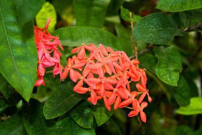 Close-up of red flowers blooming in park