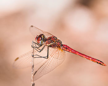 Close-up of dragonfly on twig