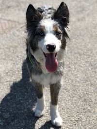 Portrait of dog standing outdoors