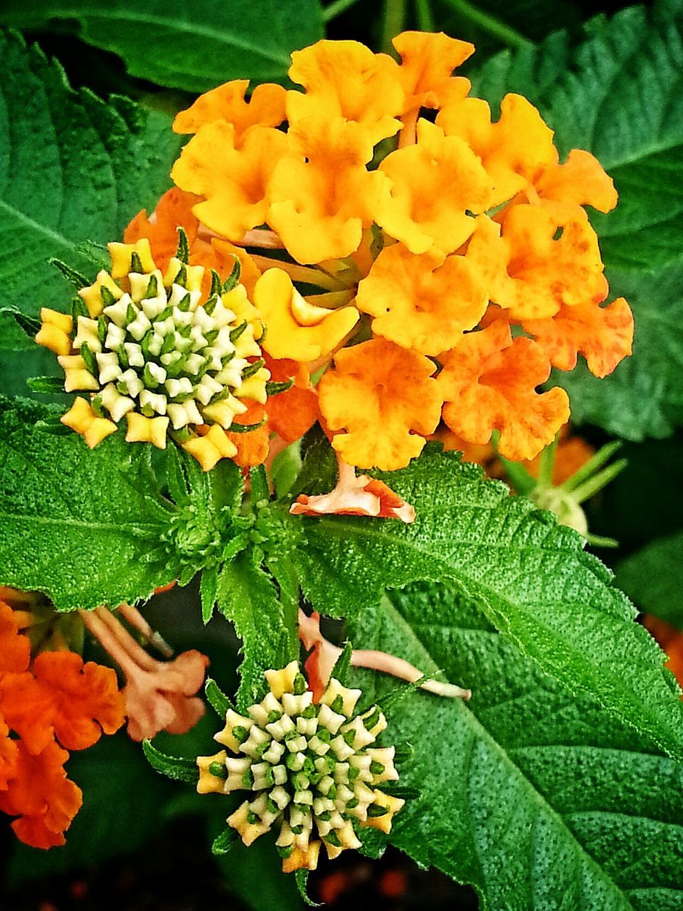 flower, freshness, leaf, fragility, growth, beauty in nature, petal, nature, plant, green color, flower head, blooming, orange color, close-up, high angle view, park - man made space, yellow, outdoors, day, in bloom