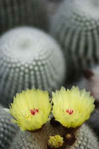 Close-up of yellow flower against blurred background