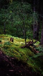 View of trees in the forest