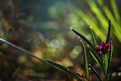 Close-up of insect on plant