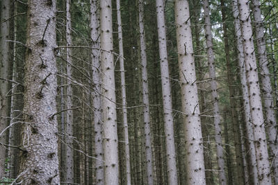 View of bamboo trees in forest