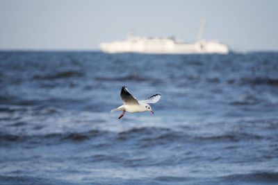 Seagull flying over sea