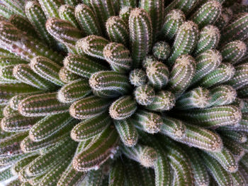 Full frame shot of succulent plant