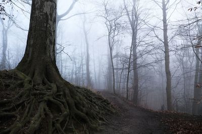 View of bare trees in forest
