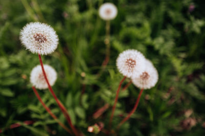 Close-up of white daisy flowers on field