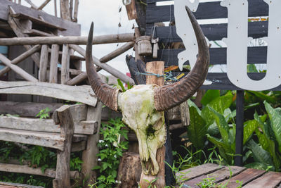 Close-up of animal skull on wooden post