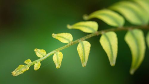 Close-up of plant