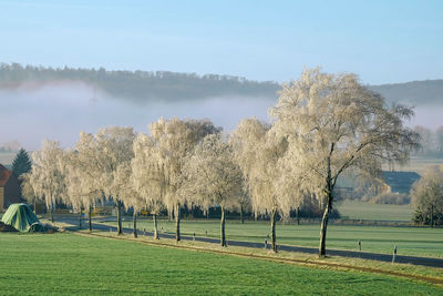 Trees on field against sky