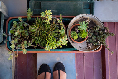 Low section of person on potted plant