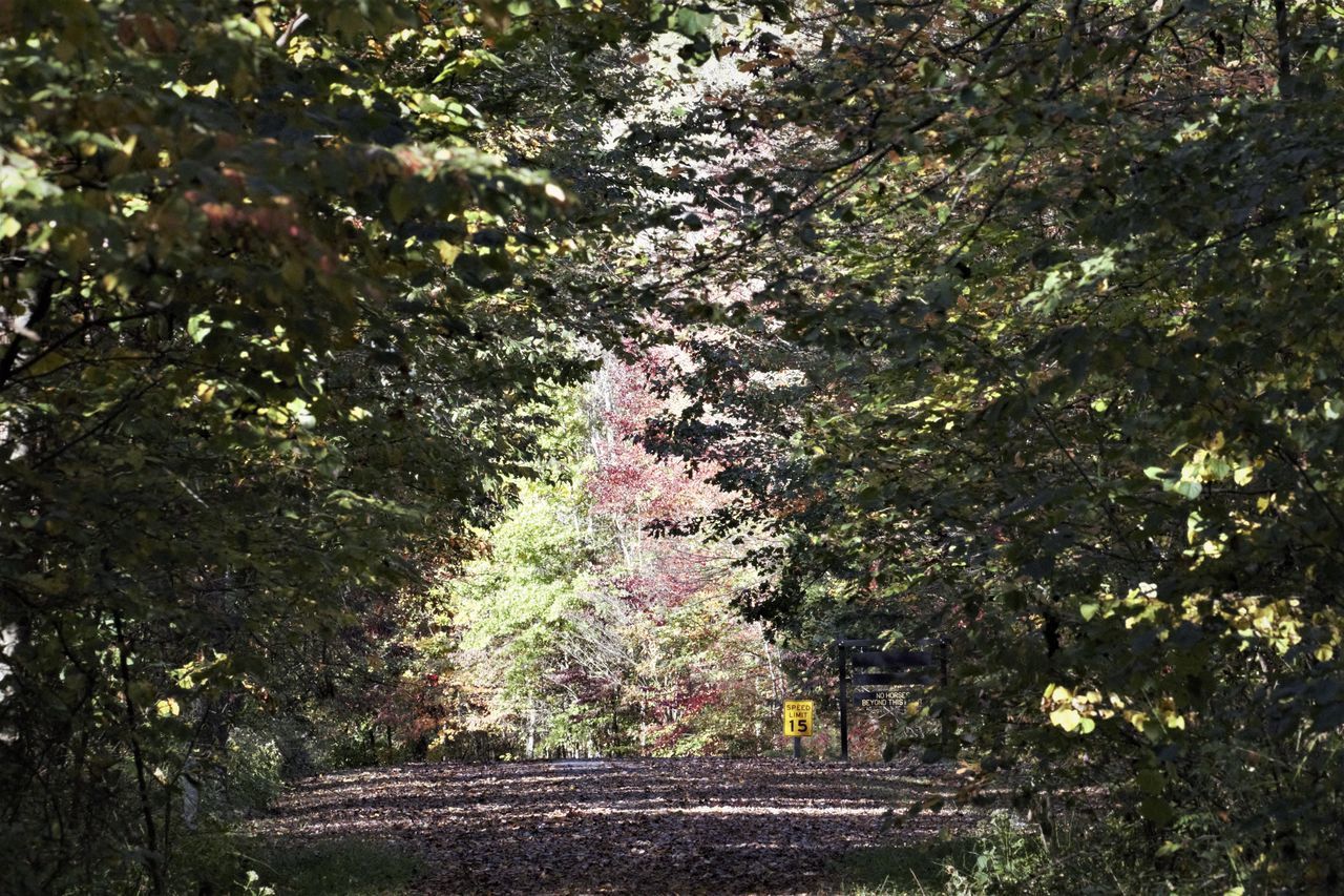 VIEW OF TREES IN PARK