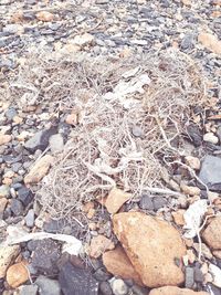 High angle view of stones on rocks
