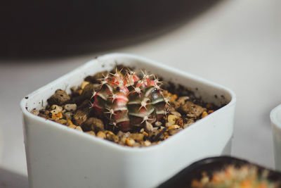 Close-up of dessert served on table